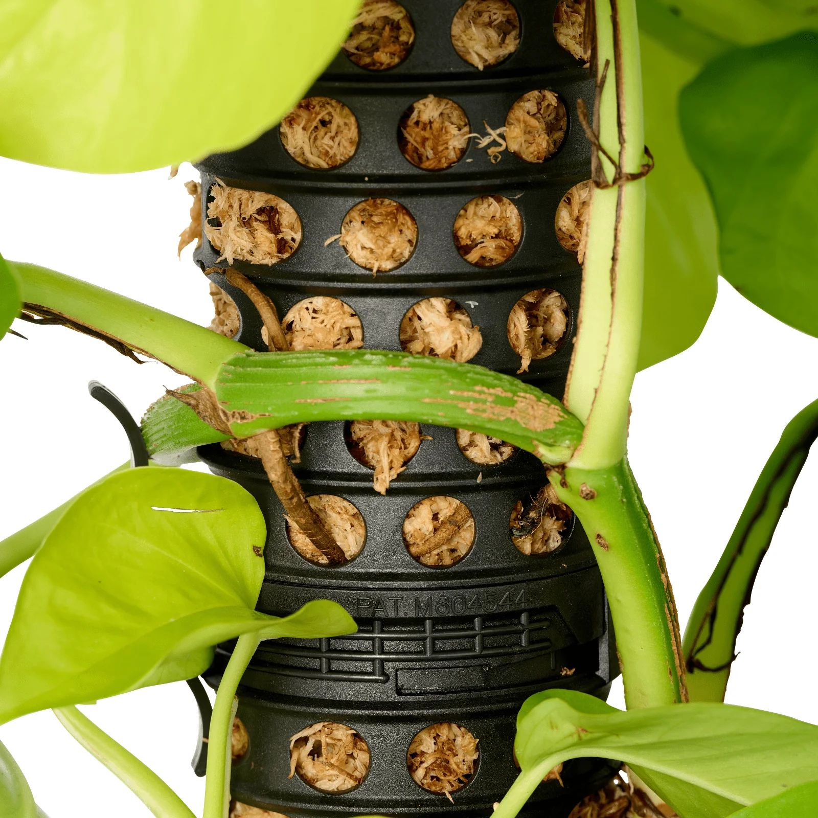 Moss Pole - 4 Pack with 2 Spikes - Image 9