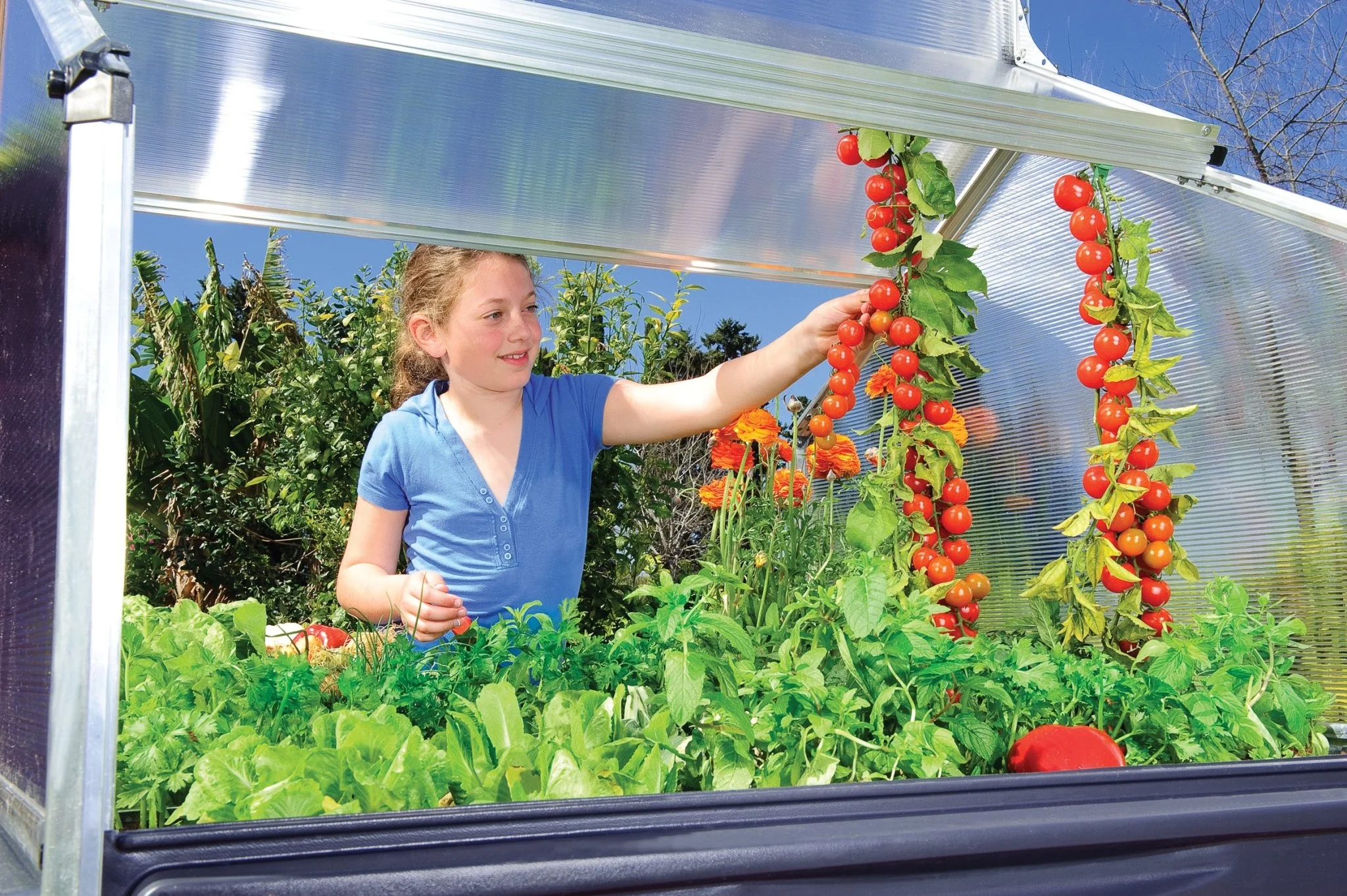 Plant Inn – Mini Greenhouse - Image 7