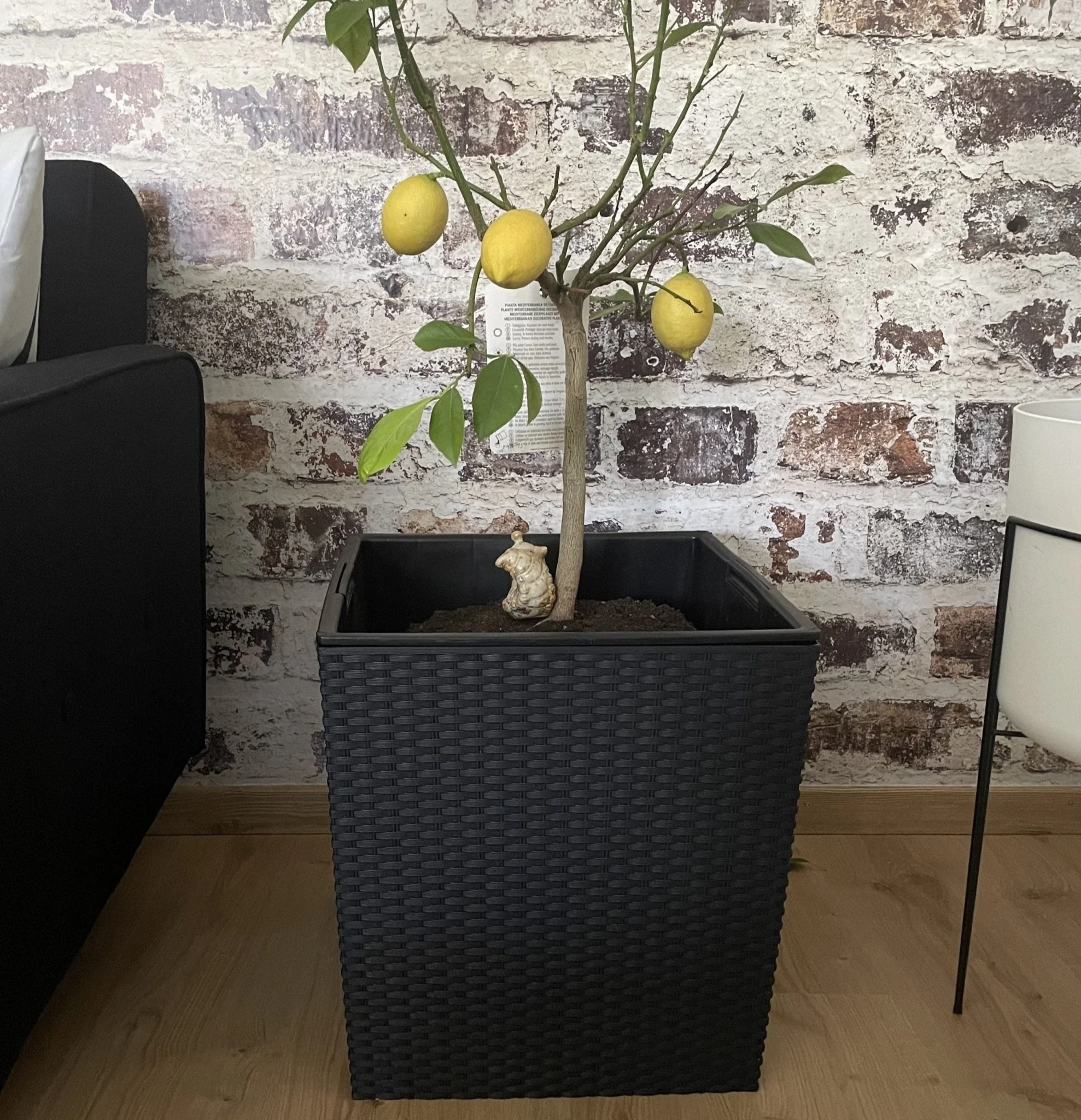 Rato Low Planter 400 - Image 7