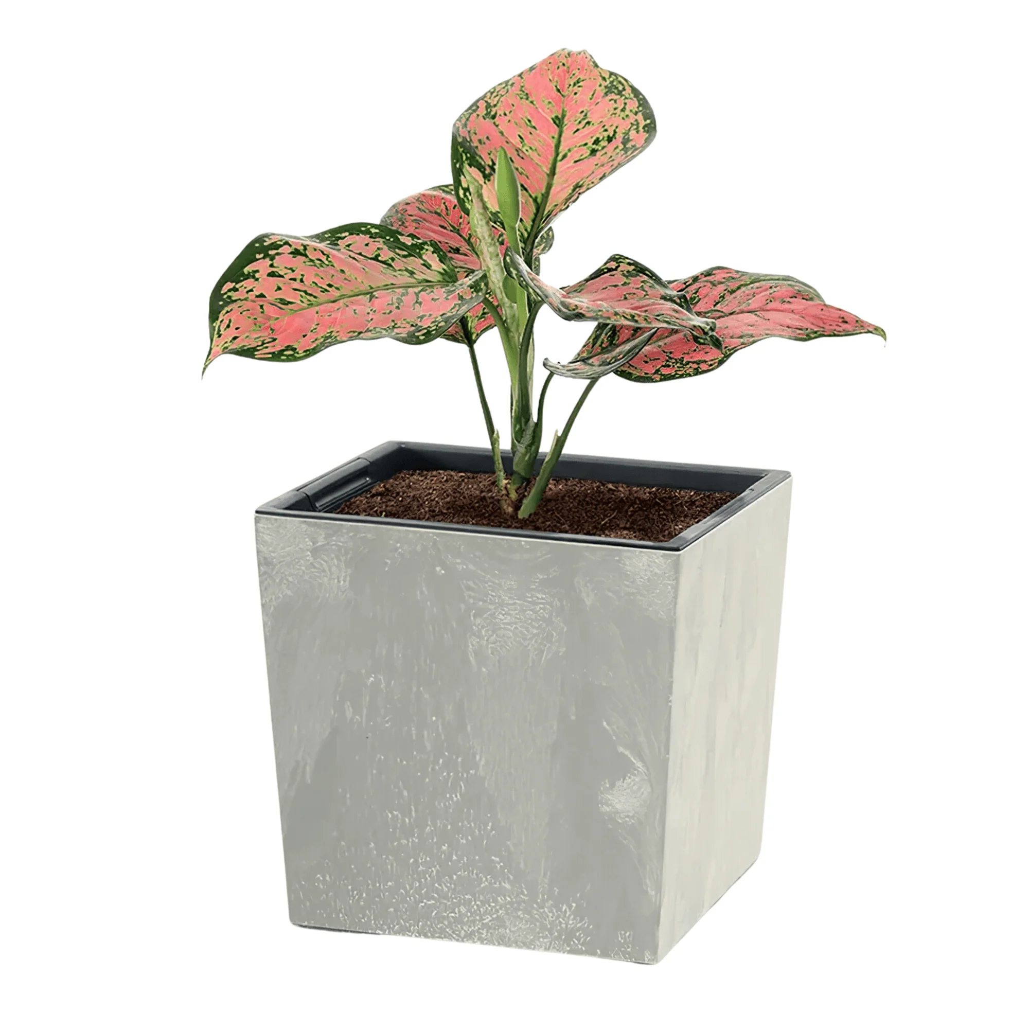 Urbi Low Planter - Image 7
