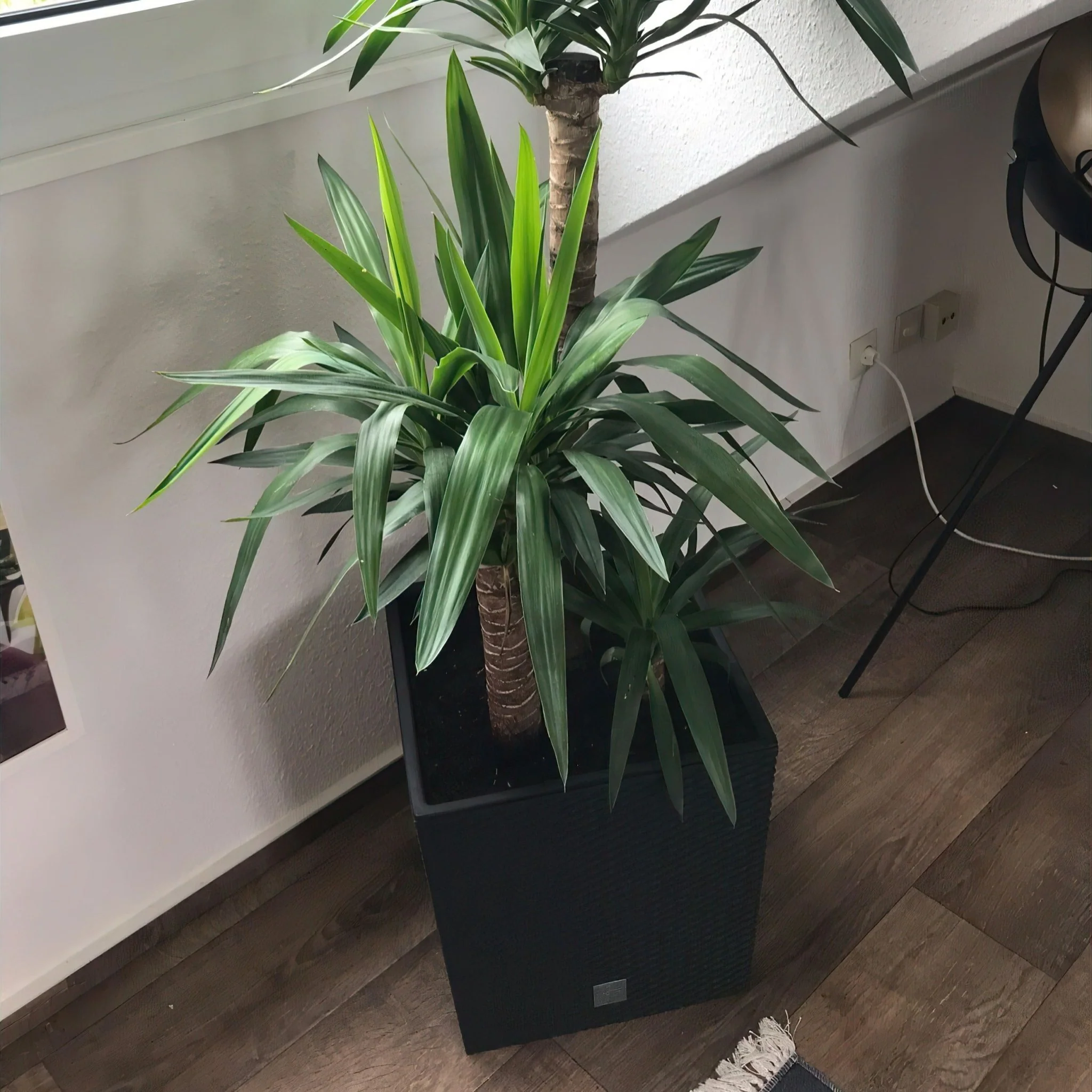 Rato Low Planter 325 - Image 9