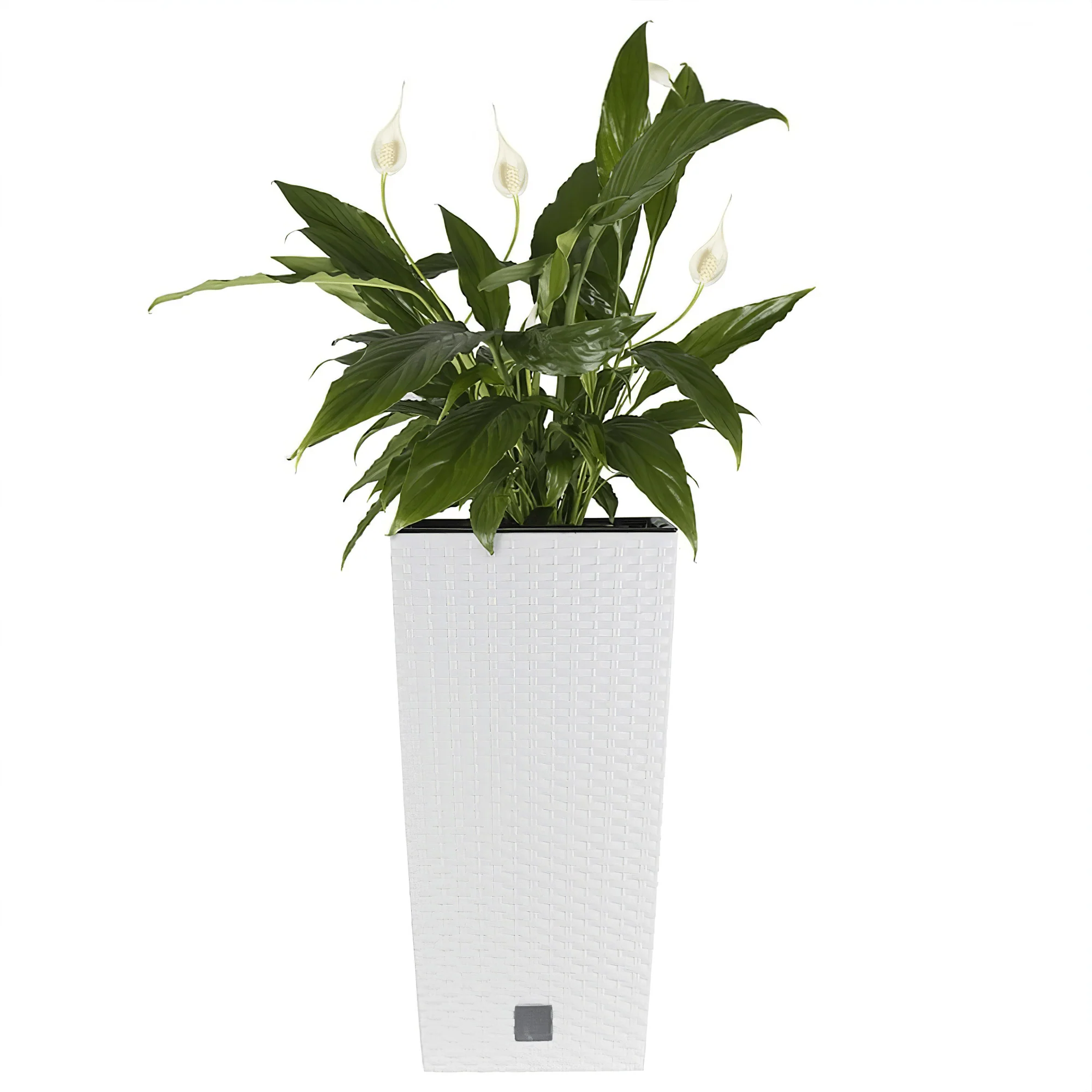 Rato Tall Planter 325 - Image 5