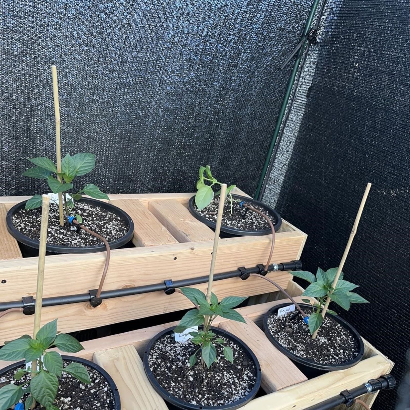 SHADE Crop Protection Cage - Large - Image 5