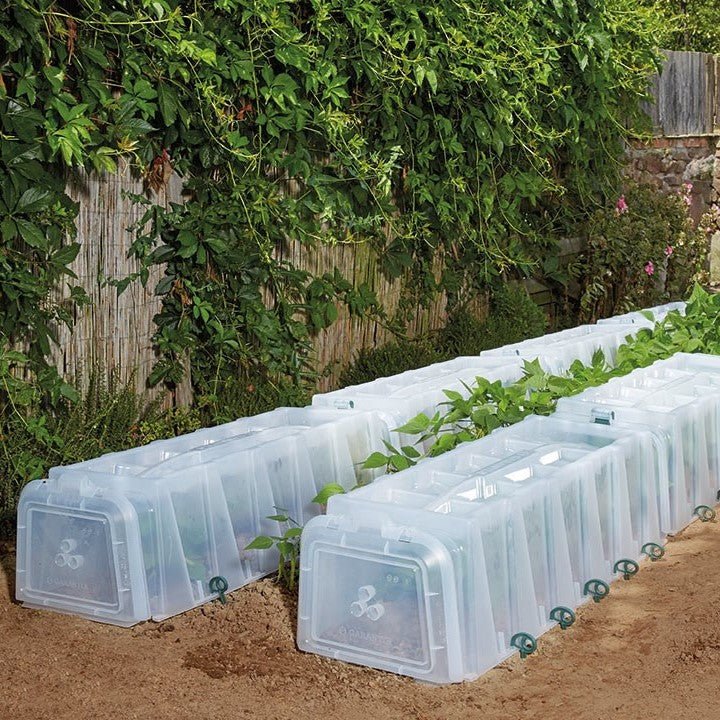 Sunny Growing Tunnel - Image 3