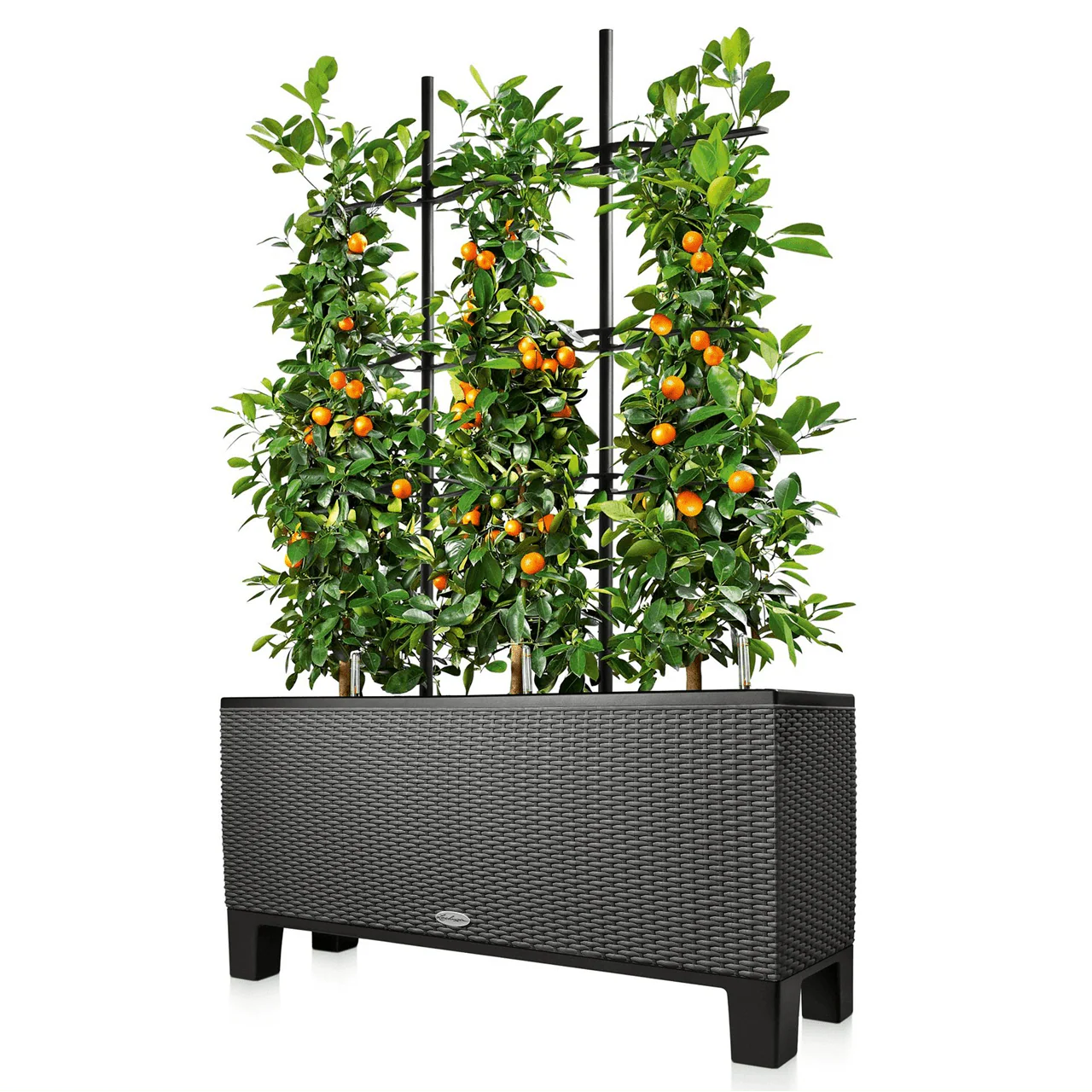 Trellis for TRIO 40 - Image 2
