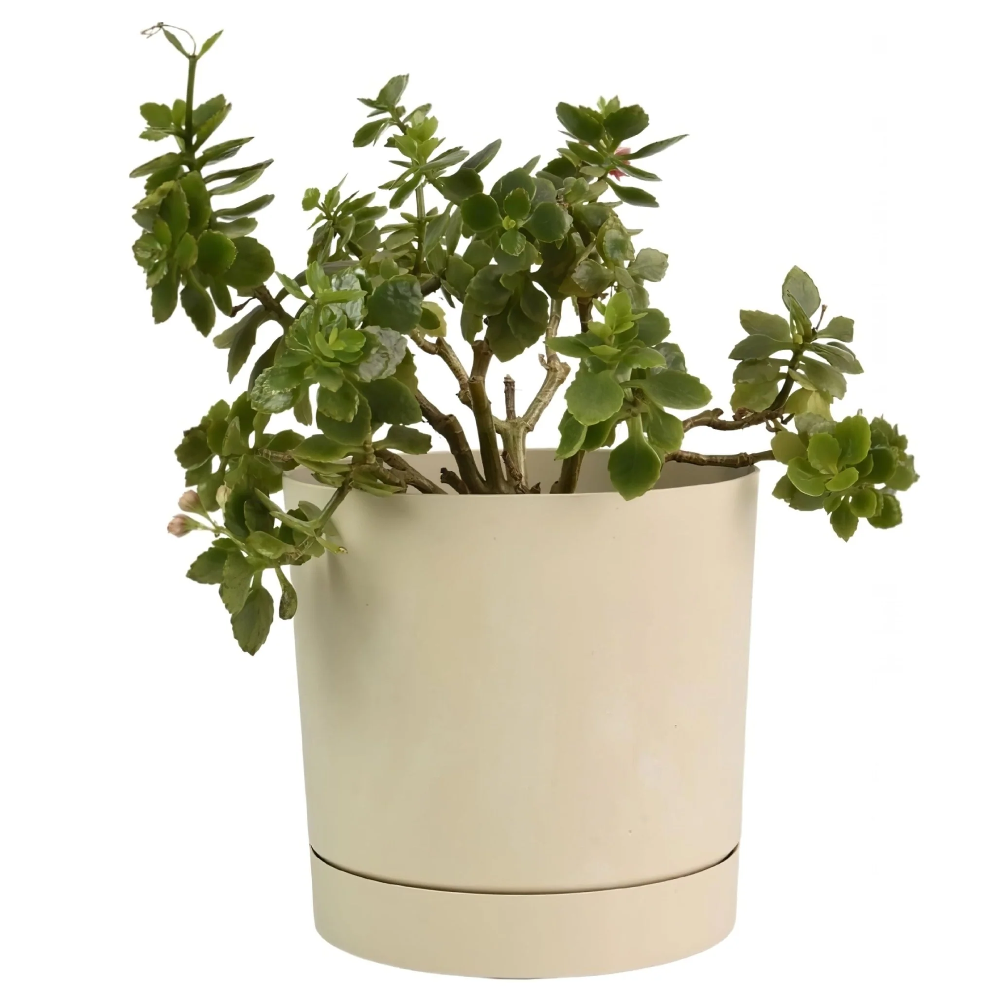 Tubo P Planter - Beton Cream - Image 11