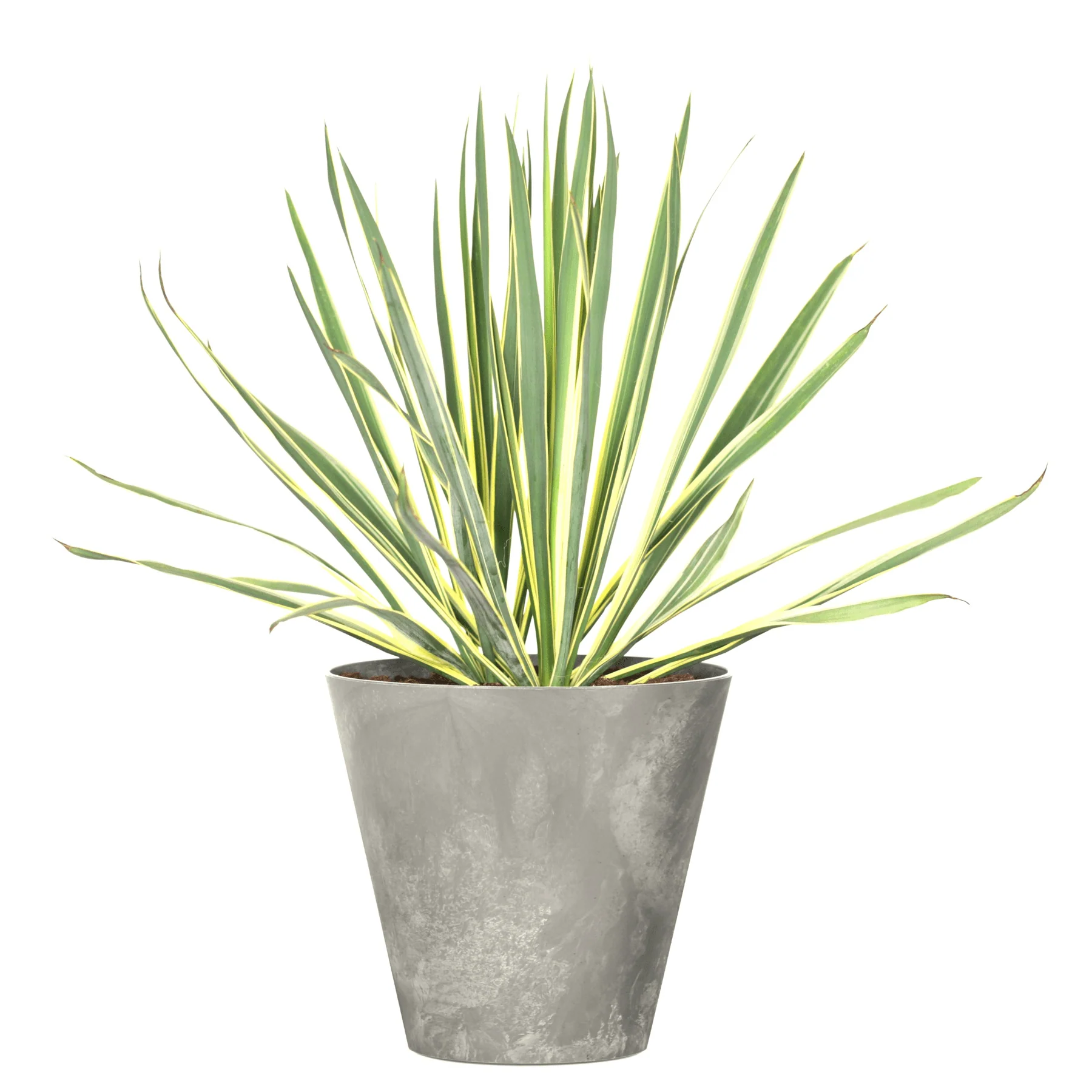 Tubus Beton Planter - Image 6
